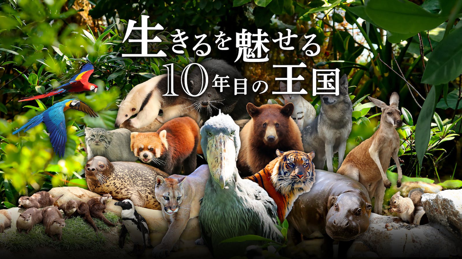 Animal kingdom banner