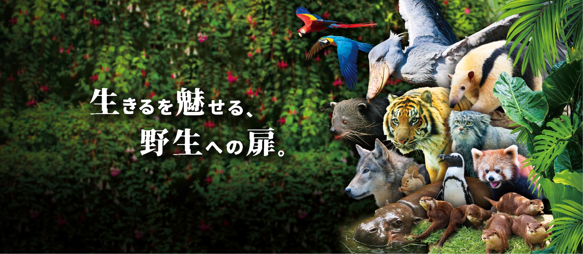 Animal kingdom banner