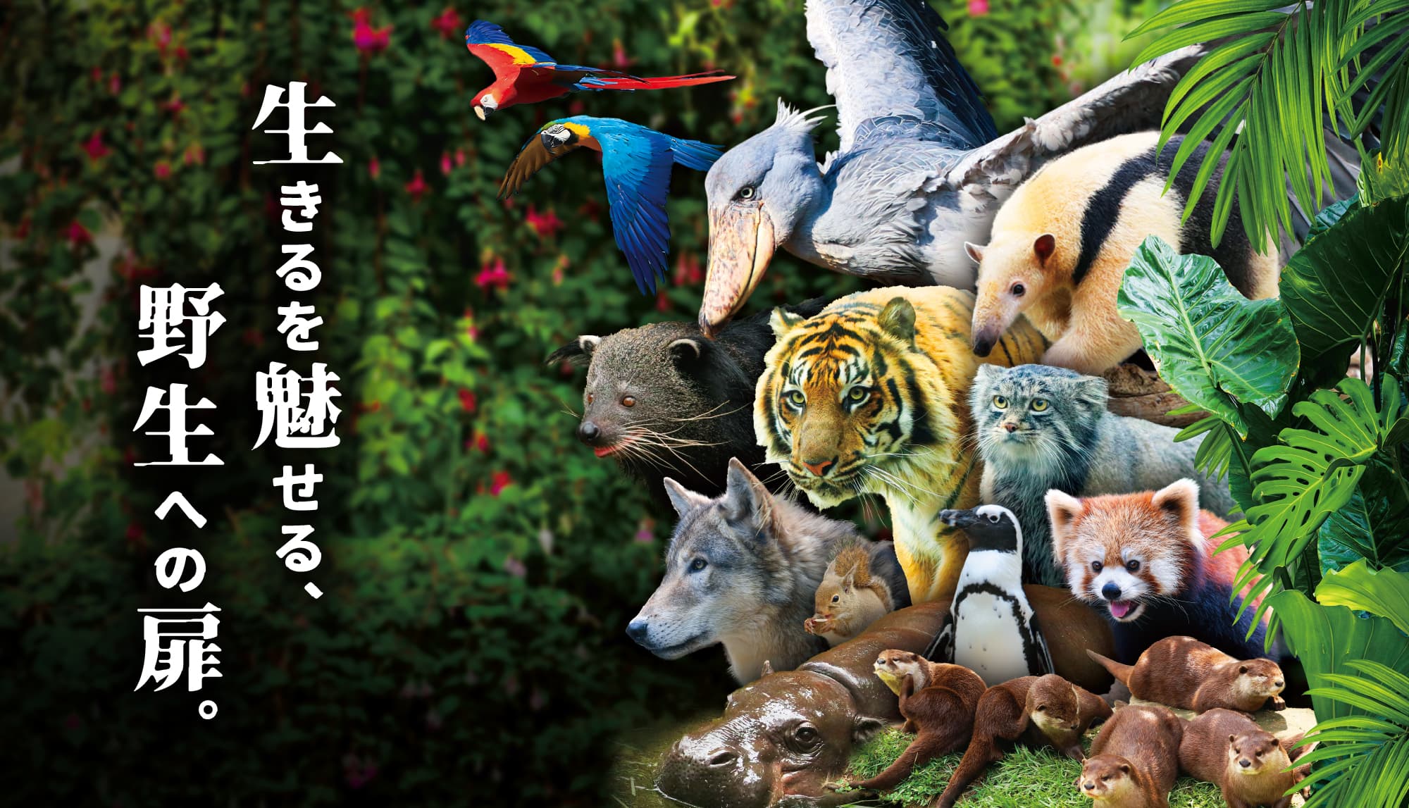 Animal kingdom banner