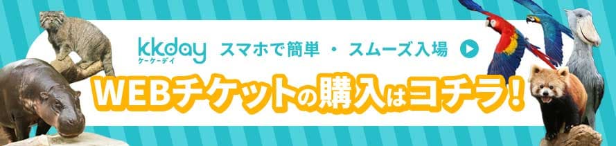 jaran ticket