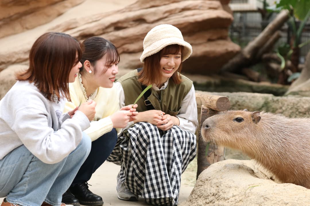 カピバラえさやり