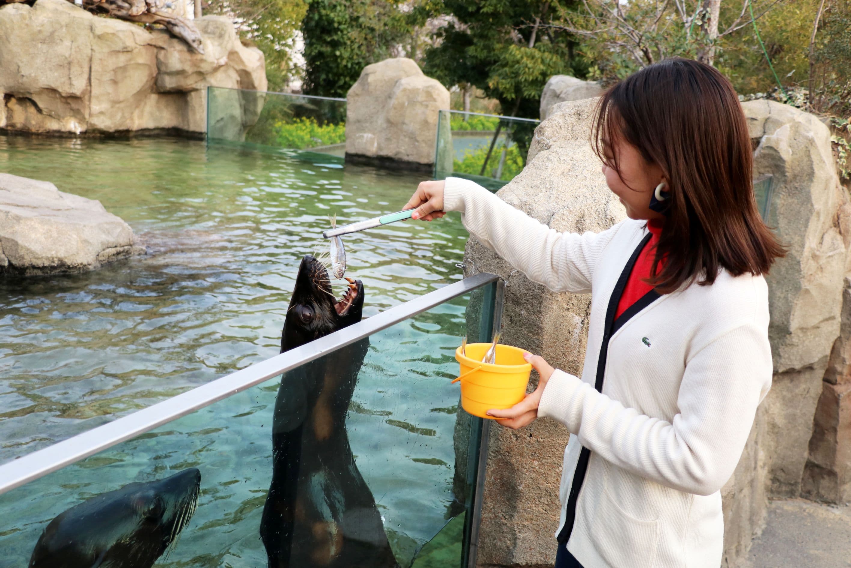 オットセイおやつ（休止中）