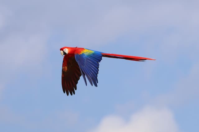 アカコンゴウインコ