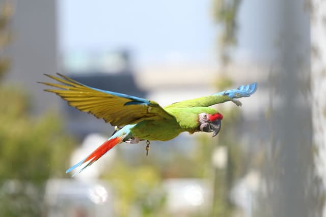 ヒワコンゴウインコ