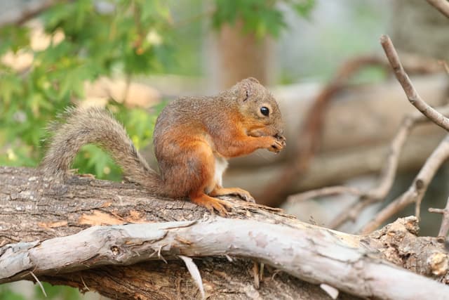 リスの森  ~Squirrel Forest~