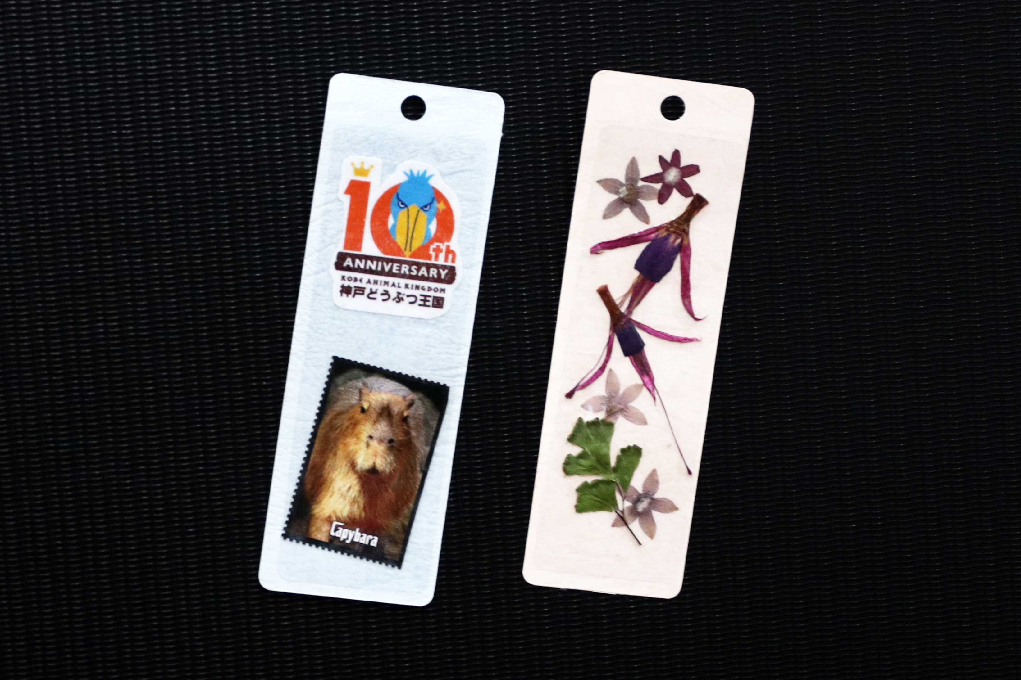 Animal kingdom banner