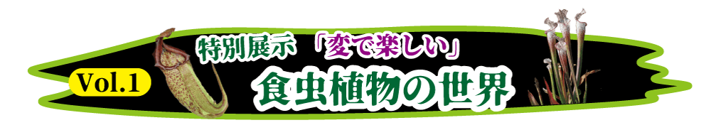 Animal kingdom banner
