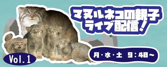 Animal kingdom banner