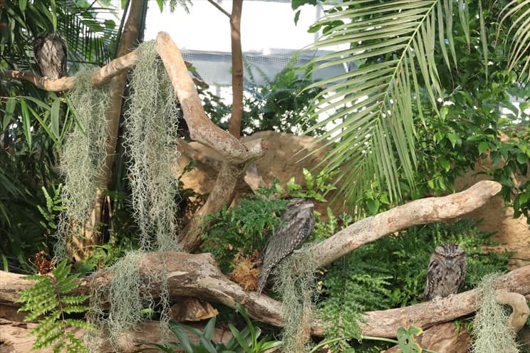 Animal kingdom banner