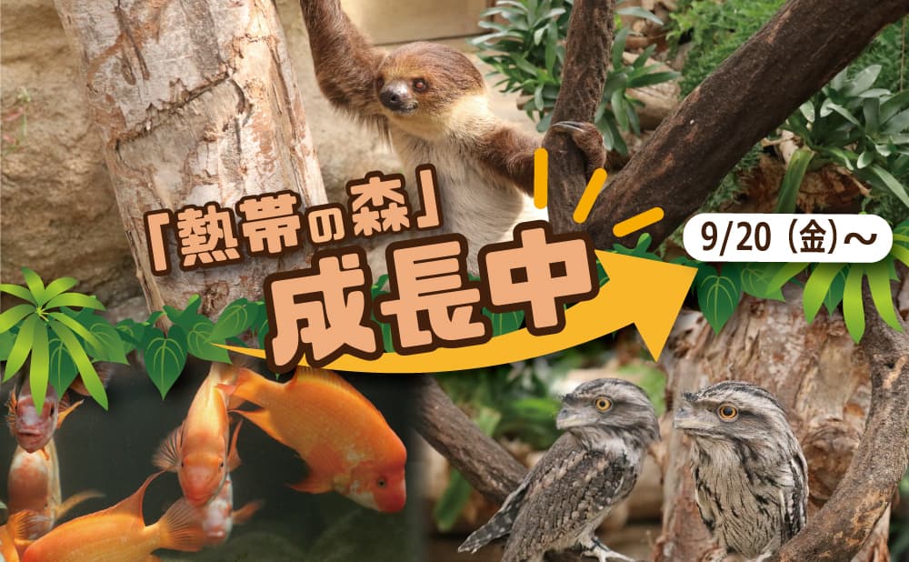 Animal kingdom banner