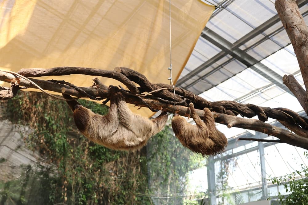 Animal kingdom banner