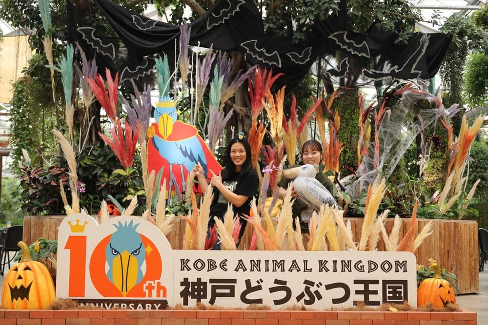 Animal kingdom banner