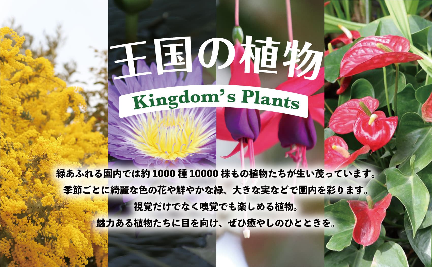 Animal kingdom banner