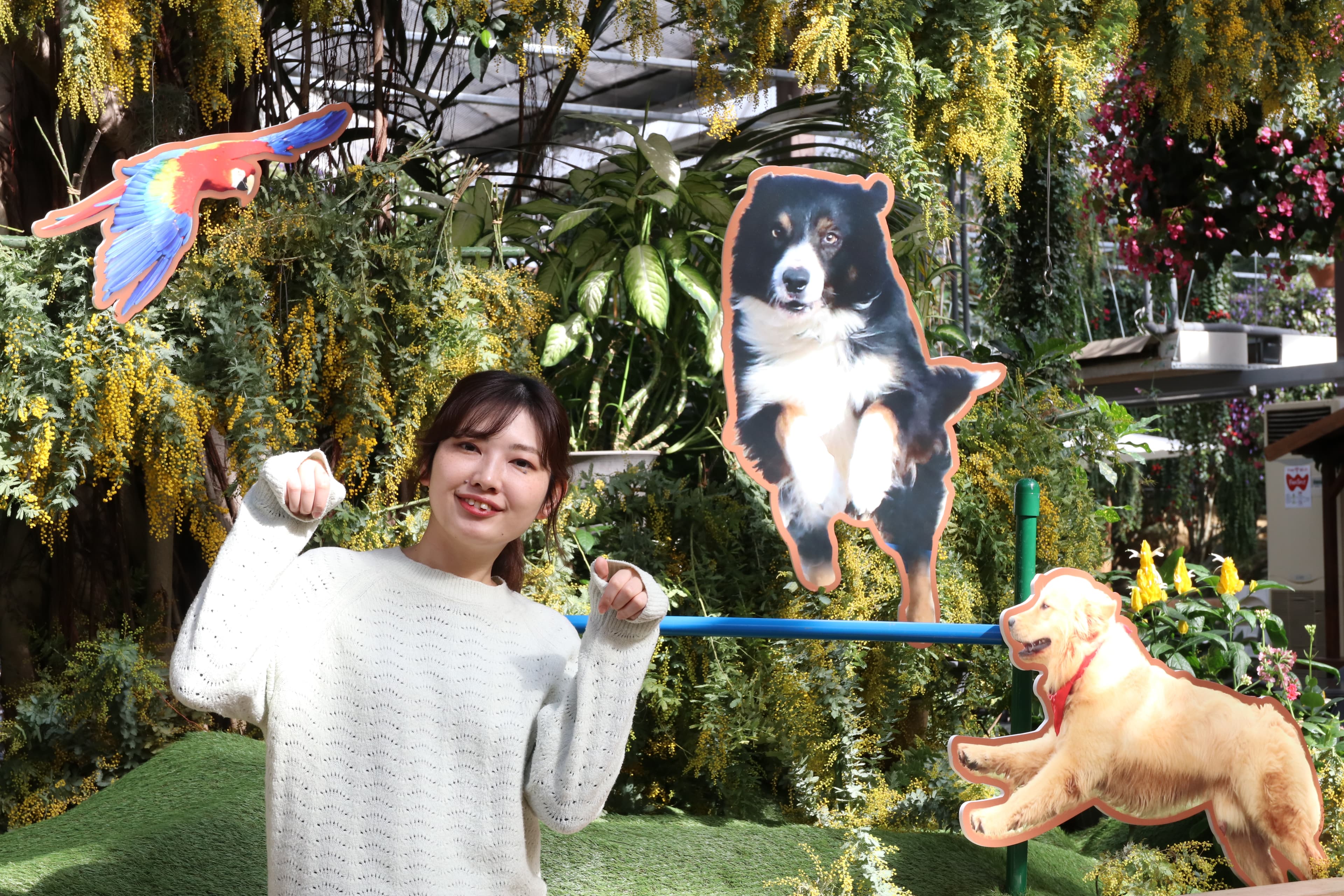 Animal kingdom banner