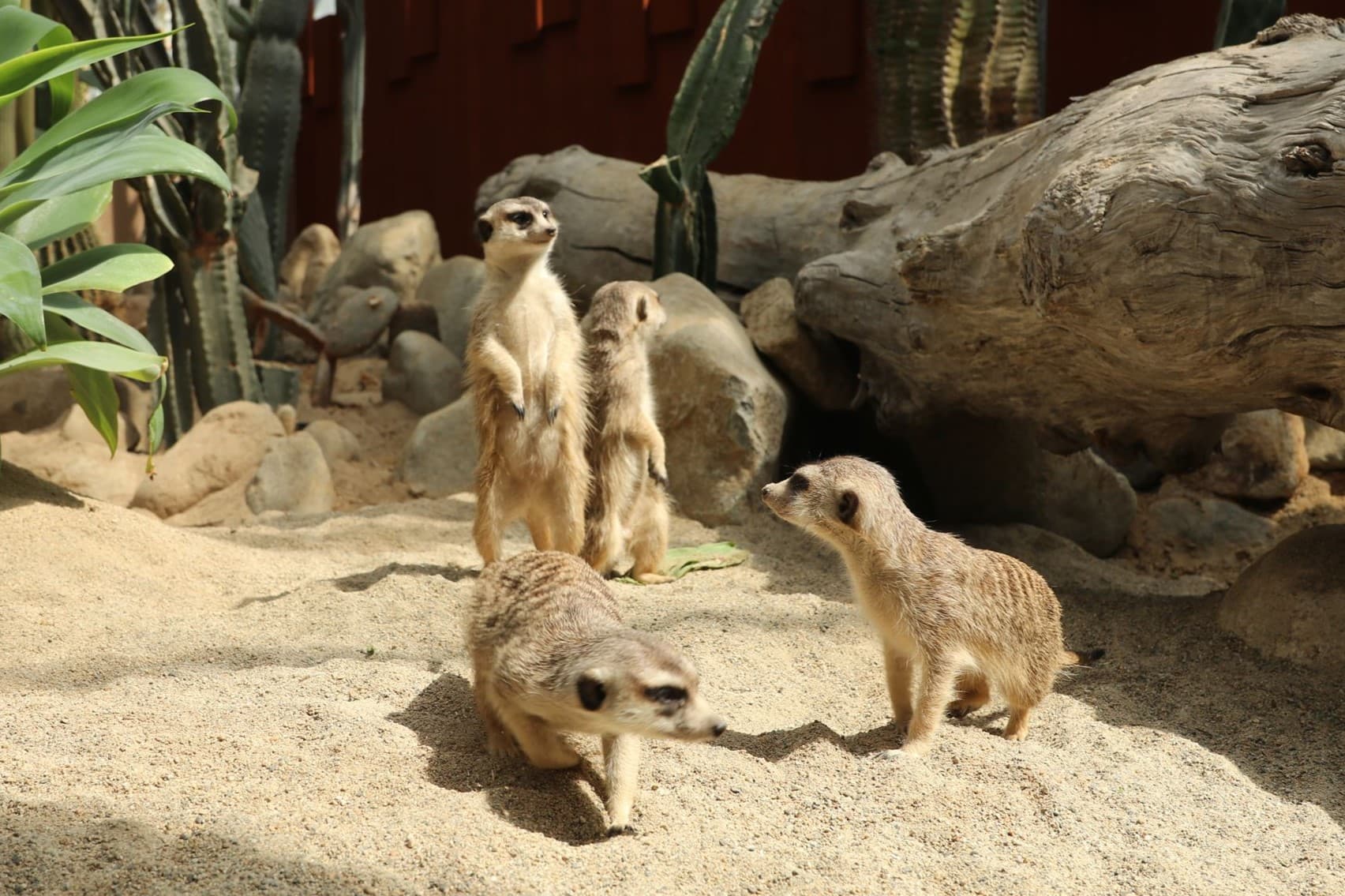 Animal kingdom banner