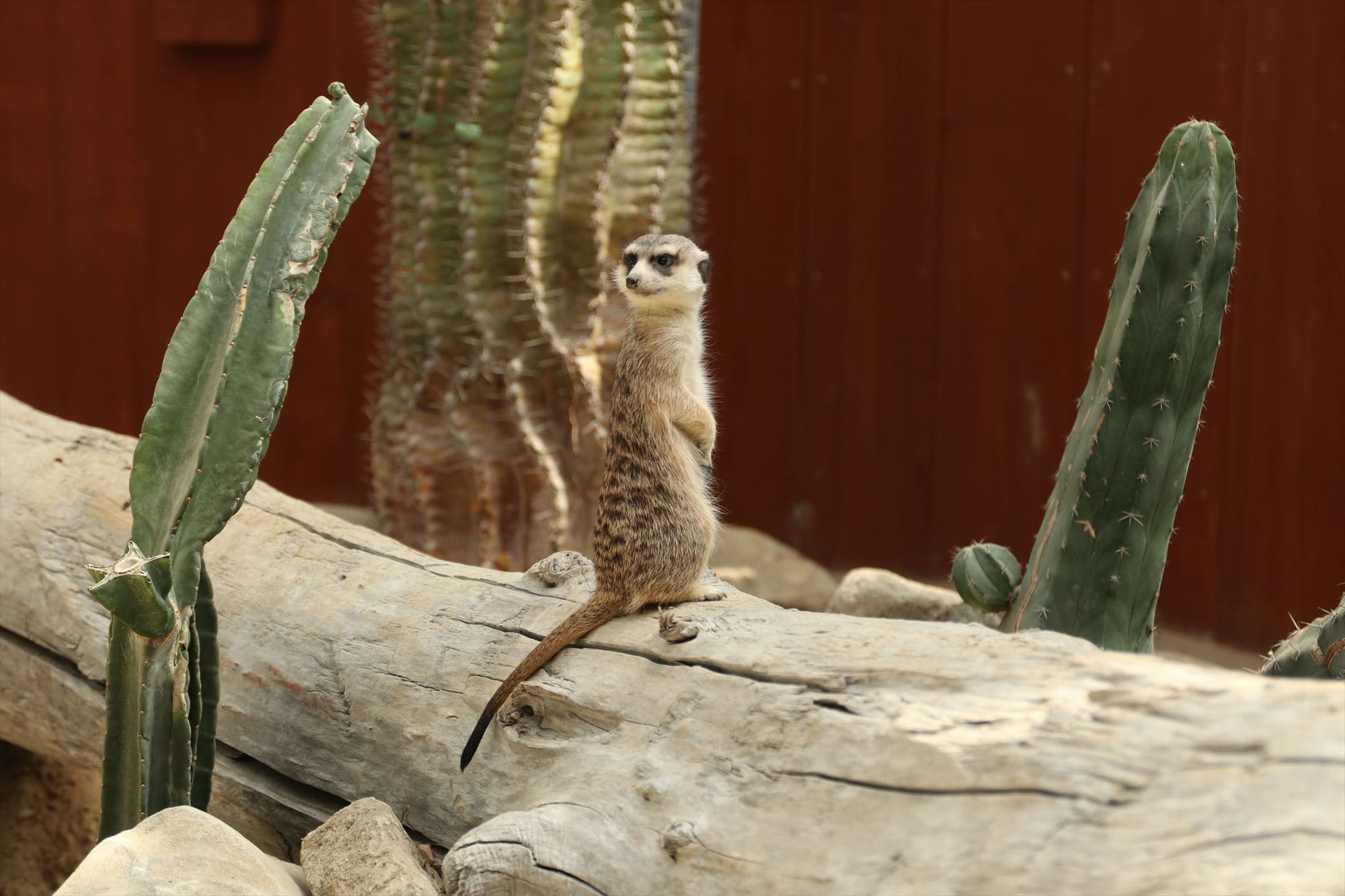 Animal kingdom banner