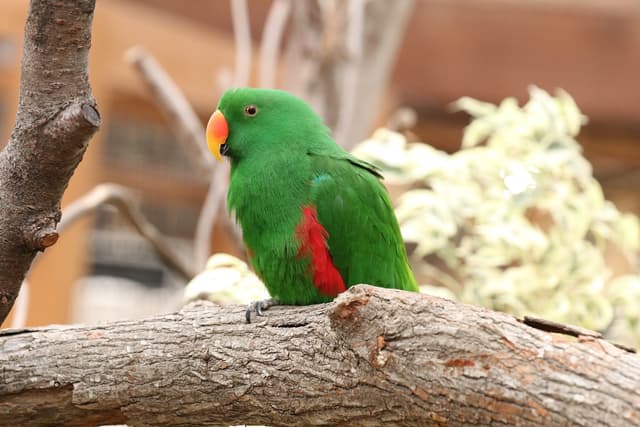 オオハナインコ 