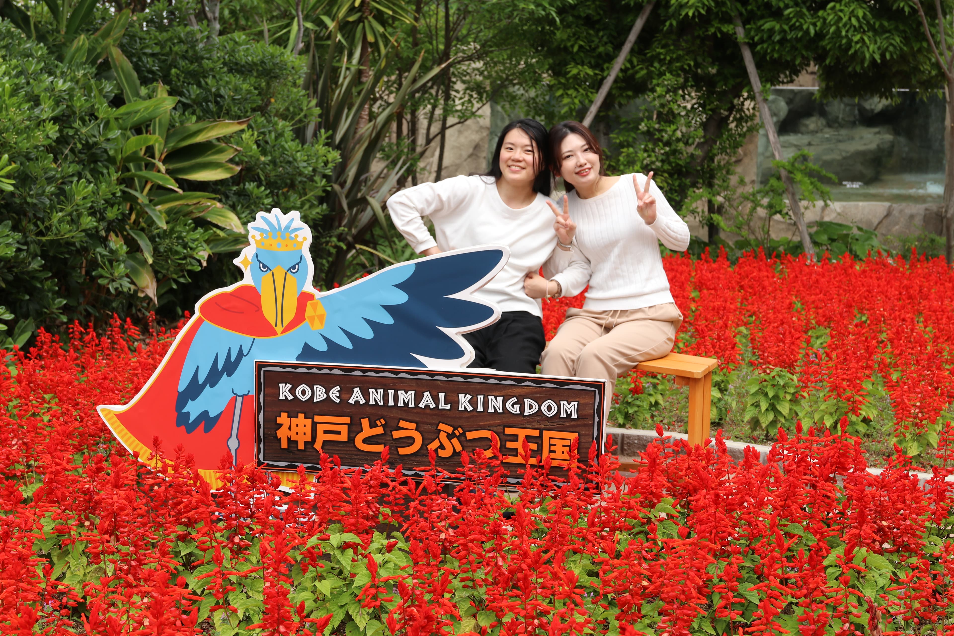 Animal kingdom banner