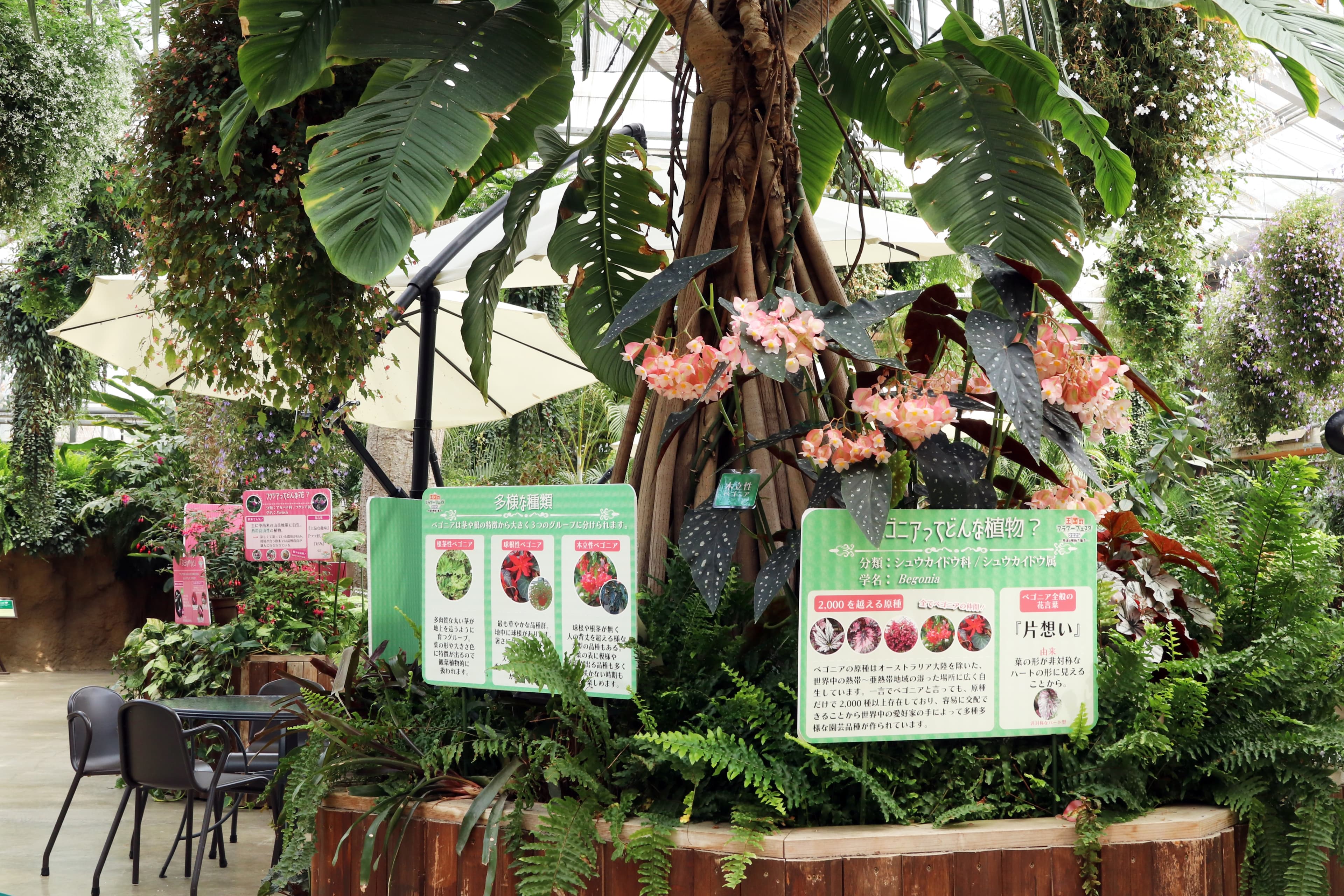 Animal kingdom banner