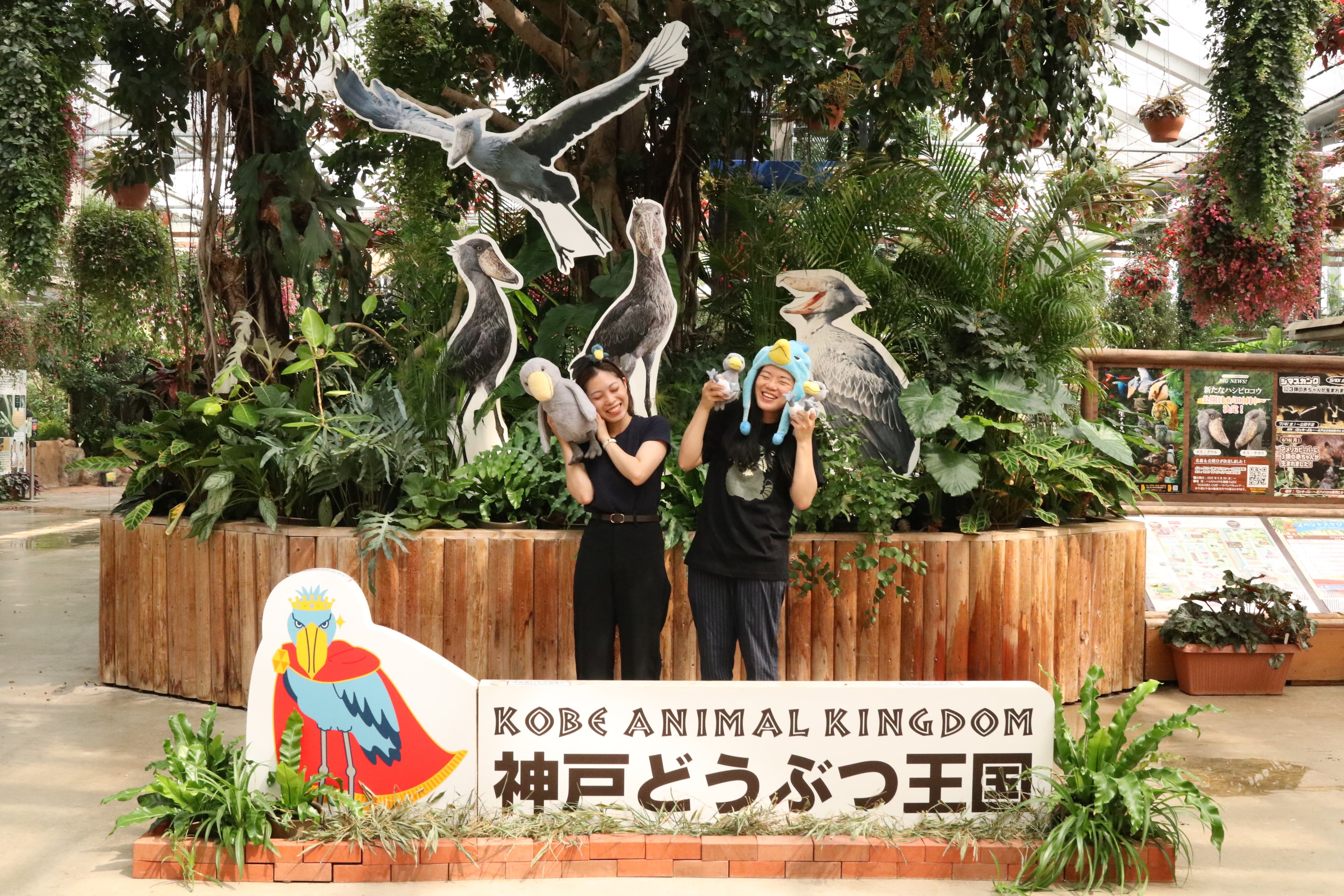 Animal kingdom banner