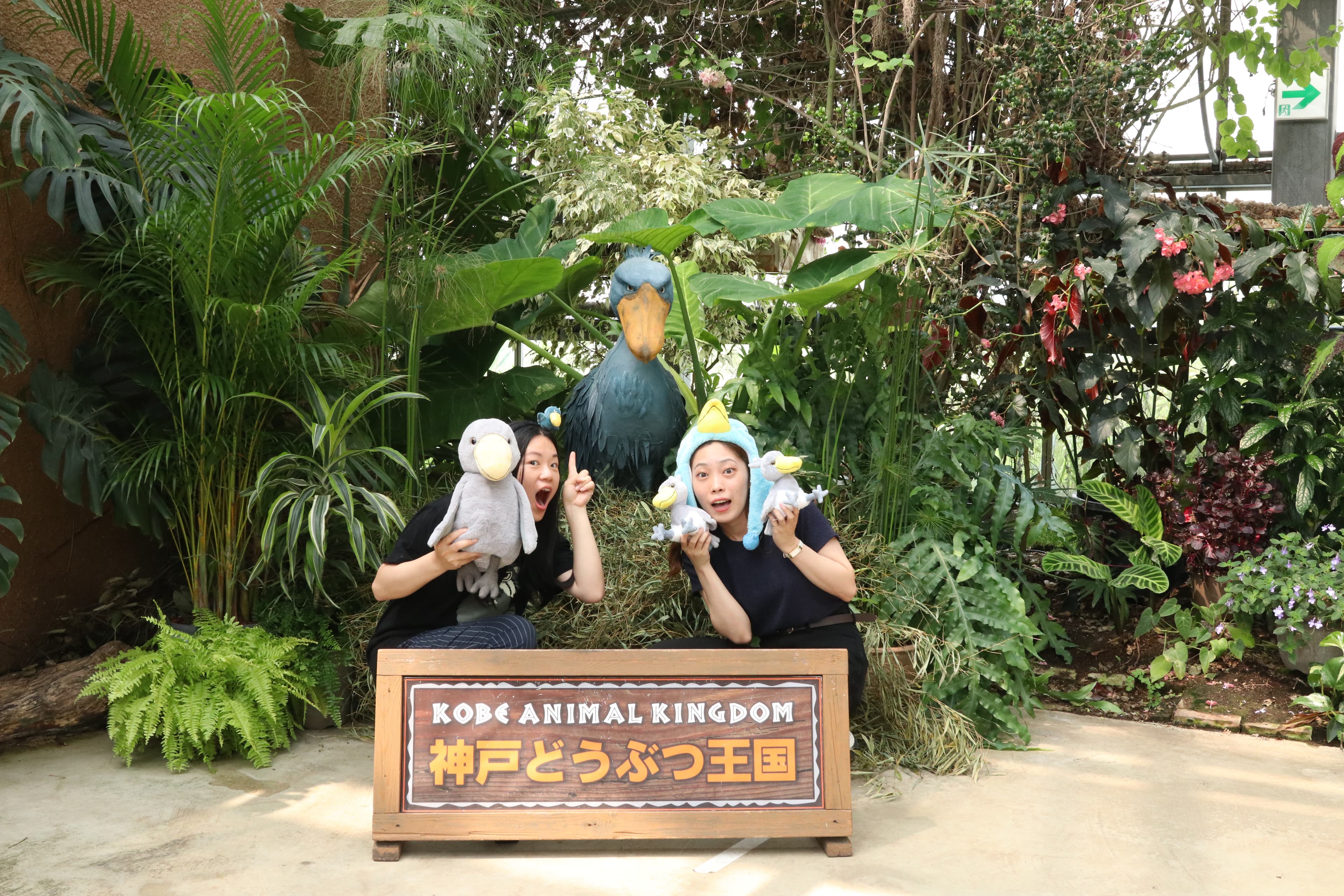 Animal kingdom banner