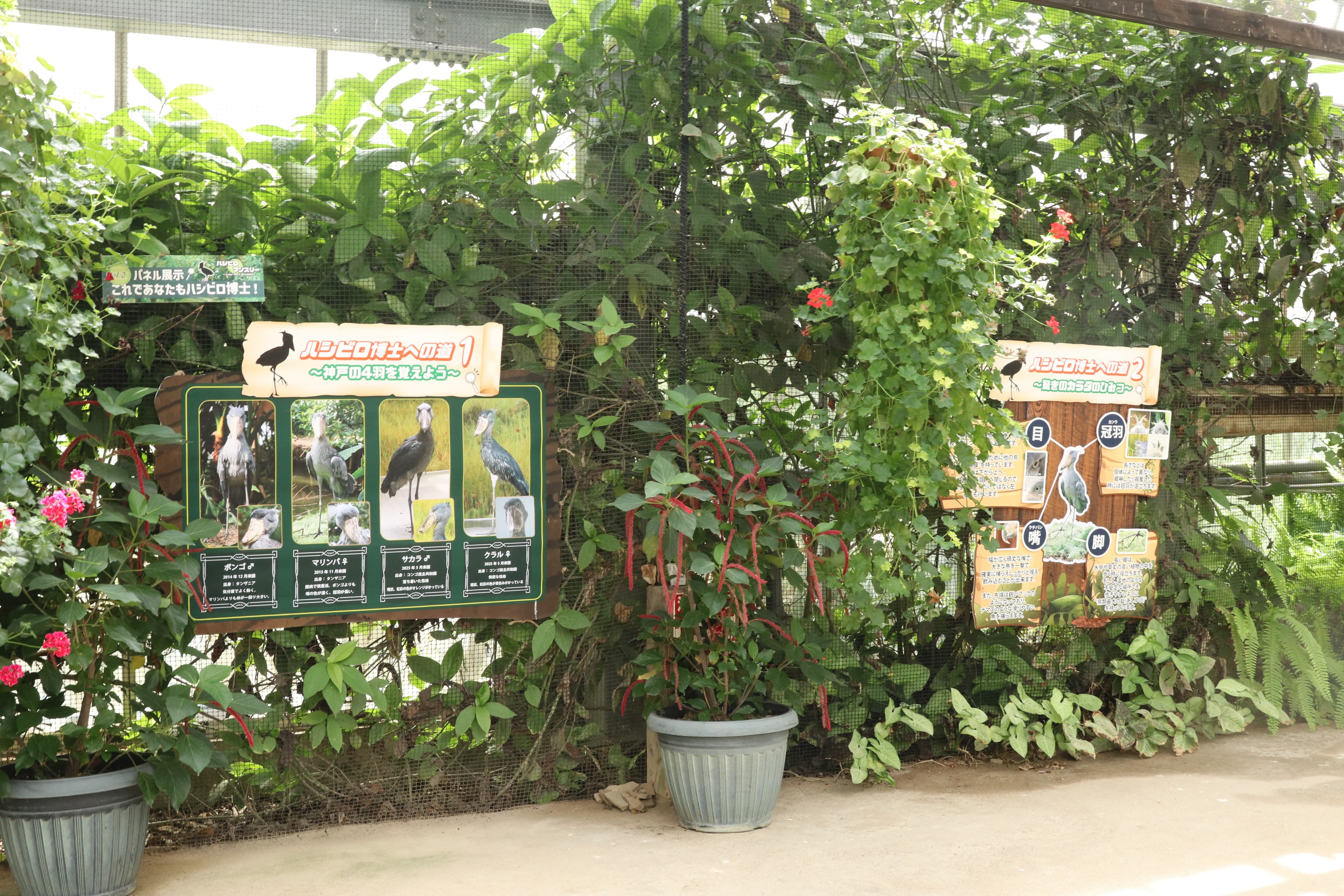 Animal kingdom banner