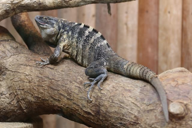 Mexican Spiny-tailed Iguana