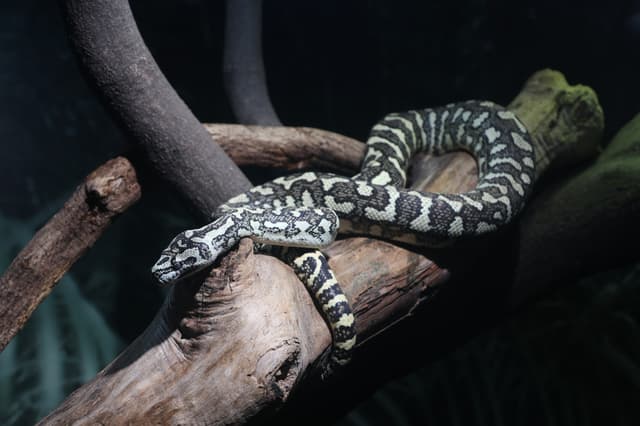 Carpet python