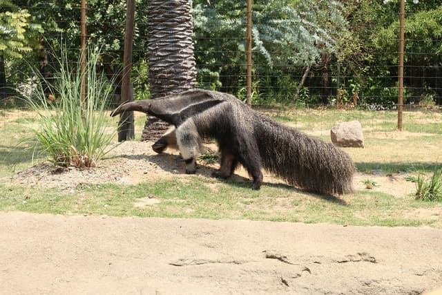 Giant anteater