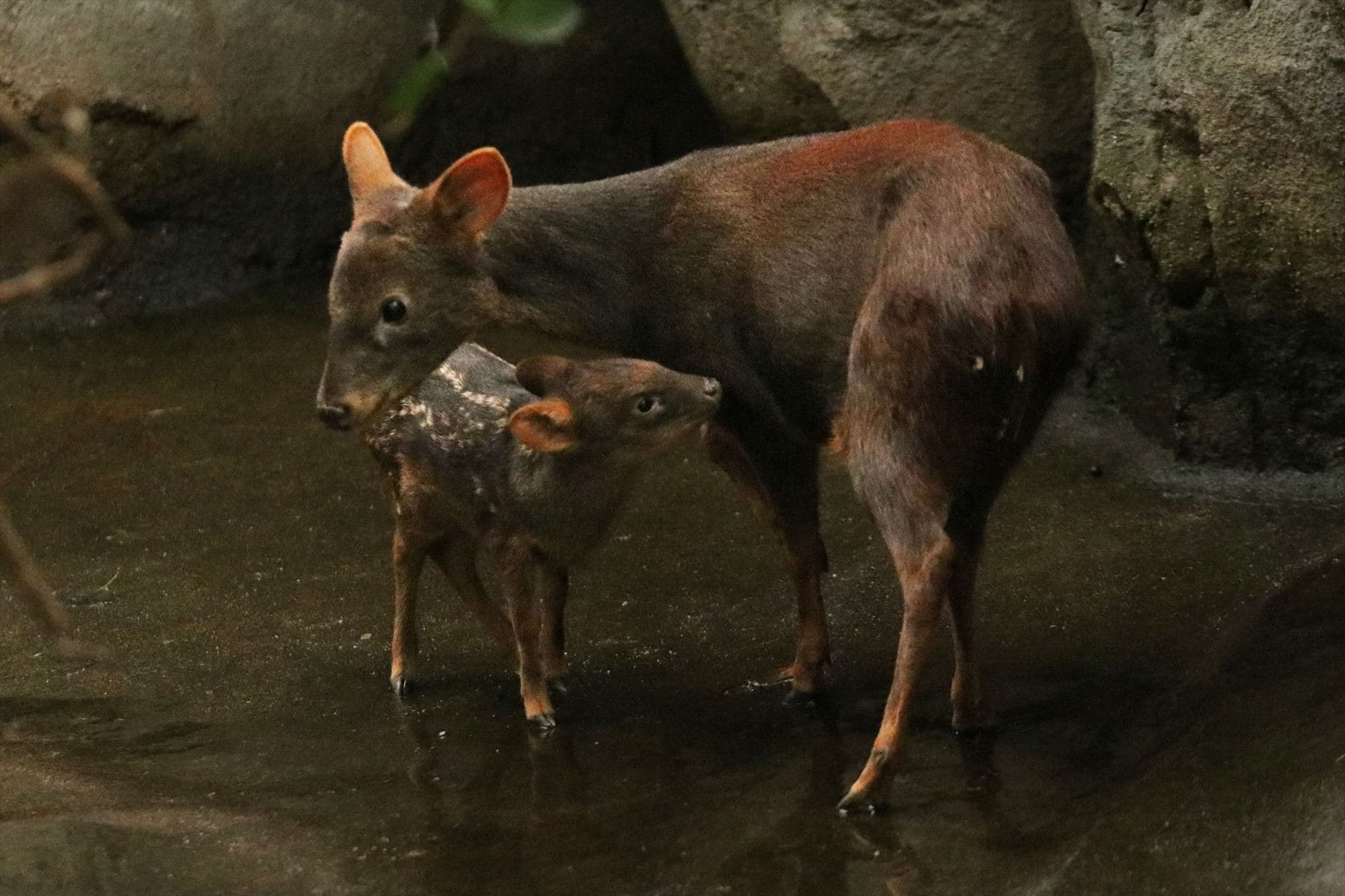 Animal kingdom banner