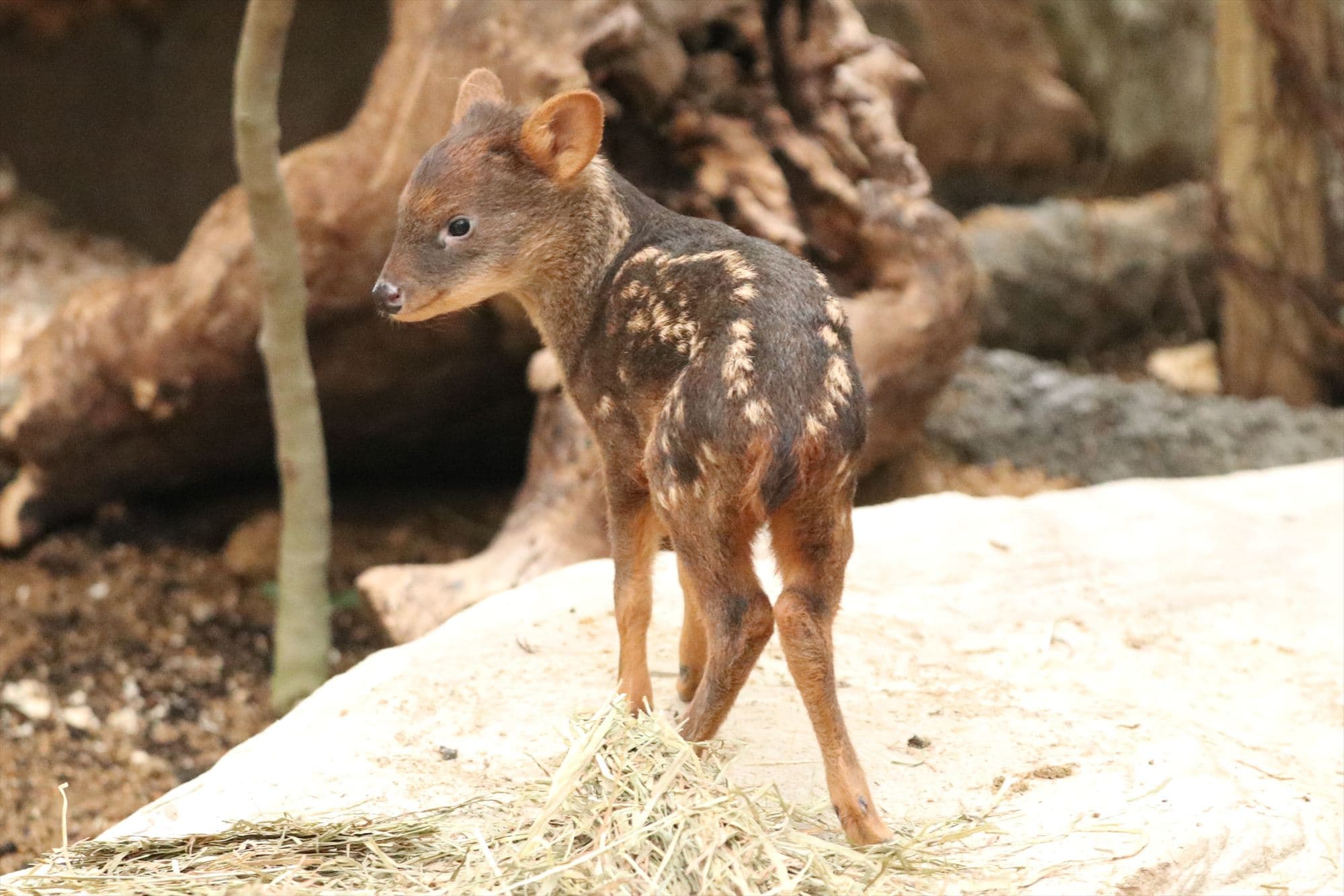 Animal kingdom banner