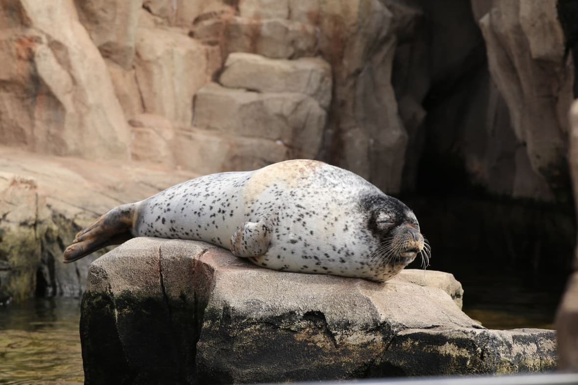 Animal kingdom banner