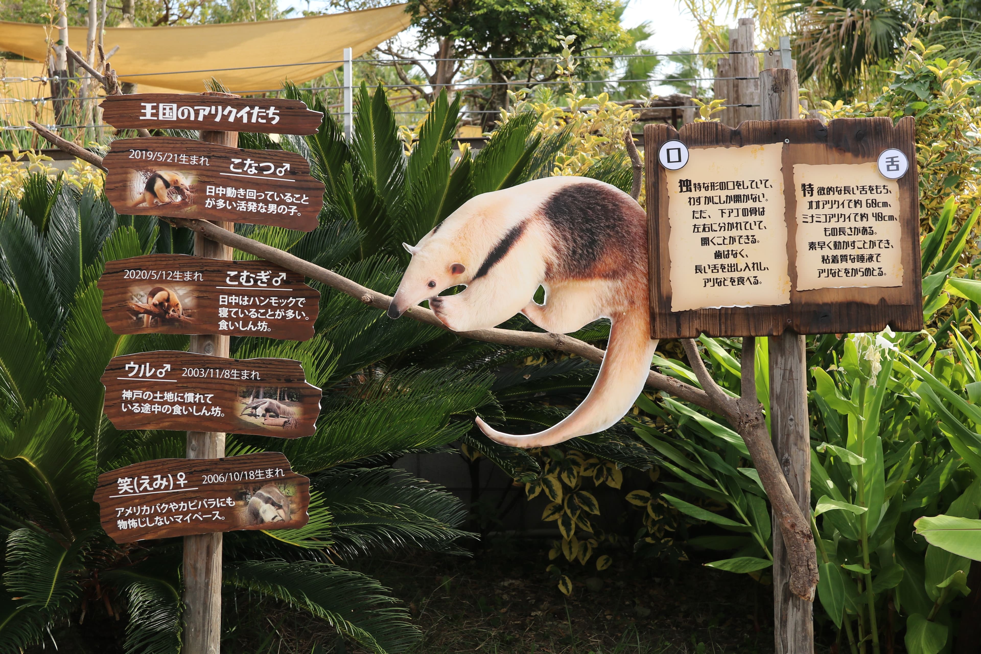 Animal kingdom banner