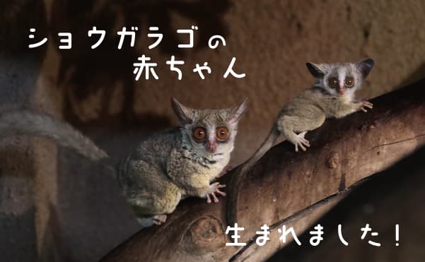 Animal kingdom banner