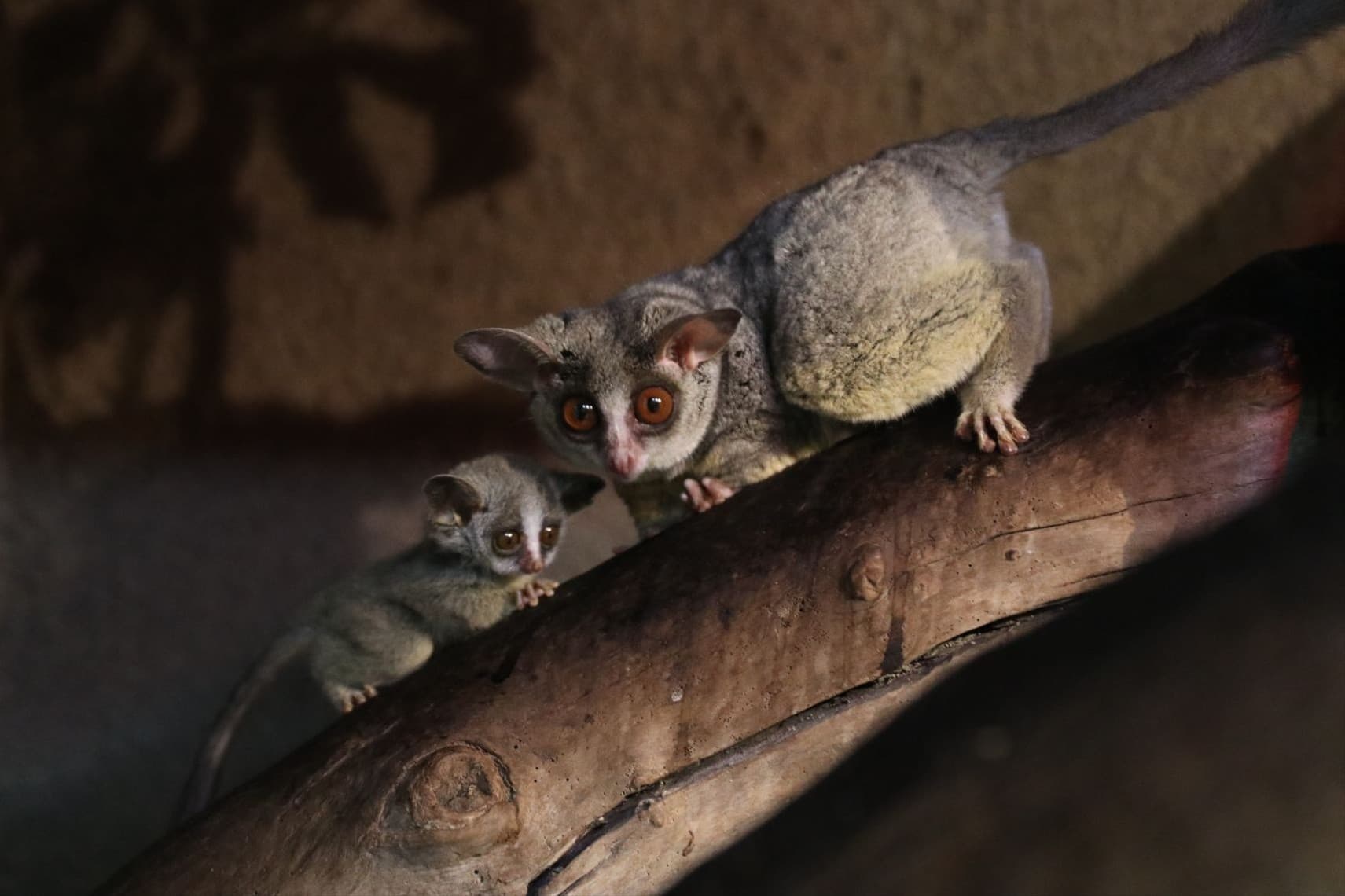 Animal kingdom banner