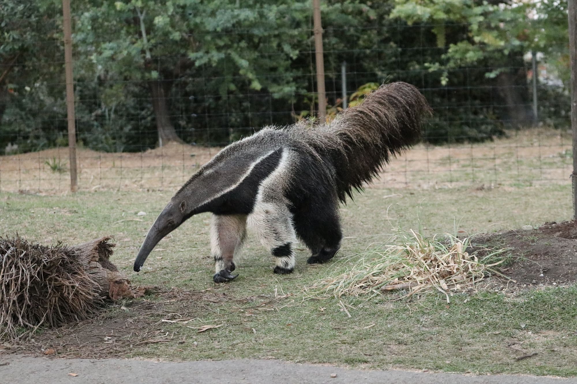Animal kingdom banner