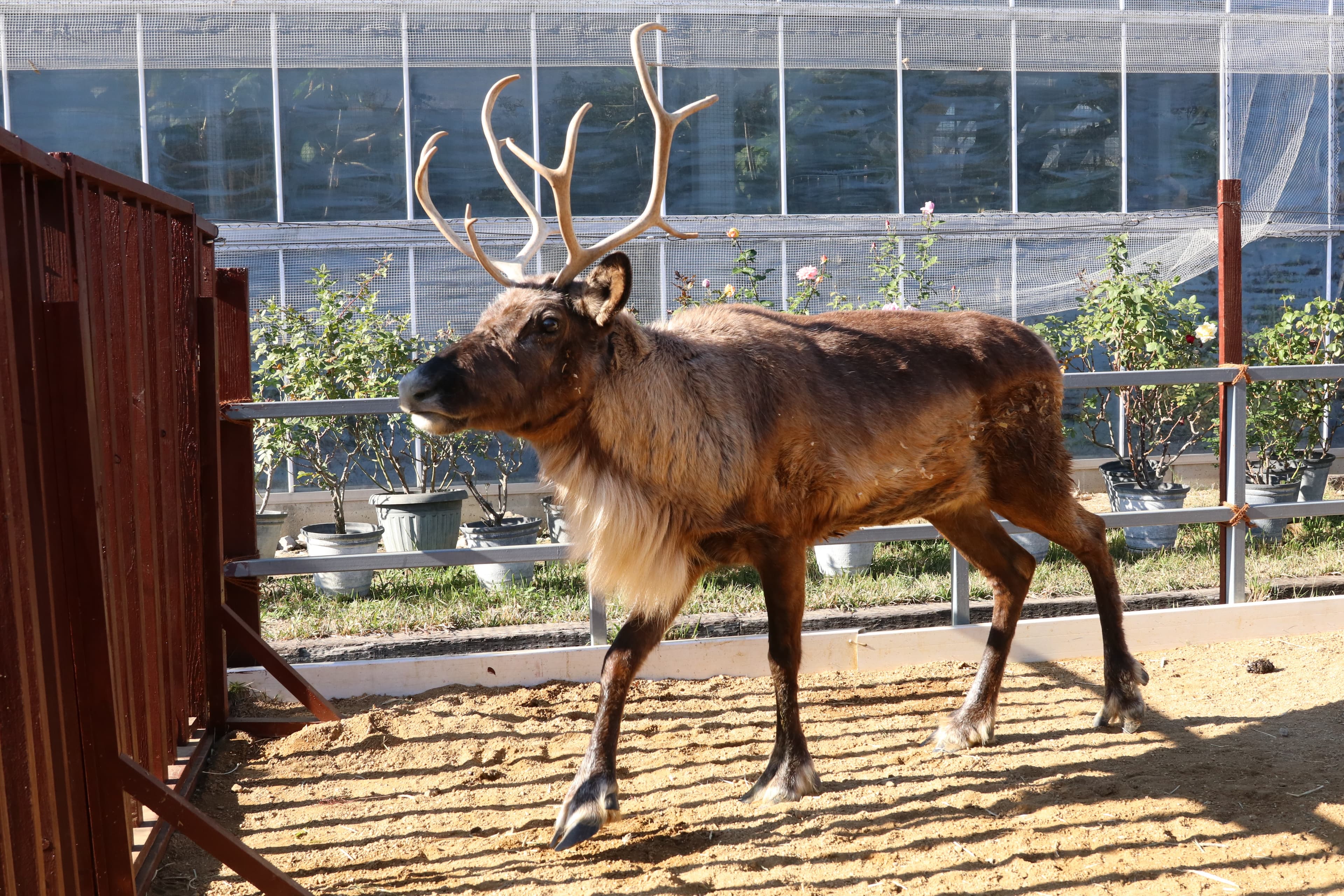 Animal kingdom banner