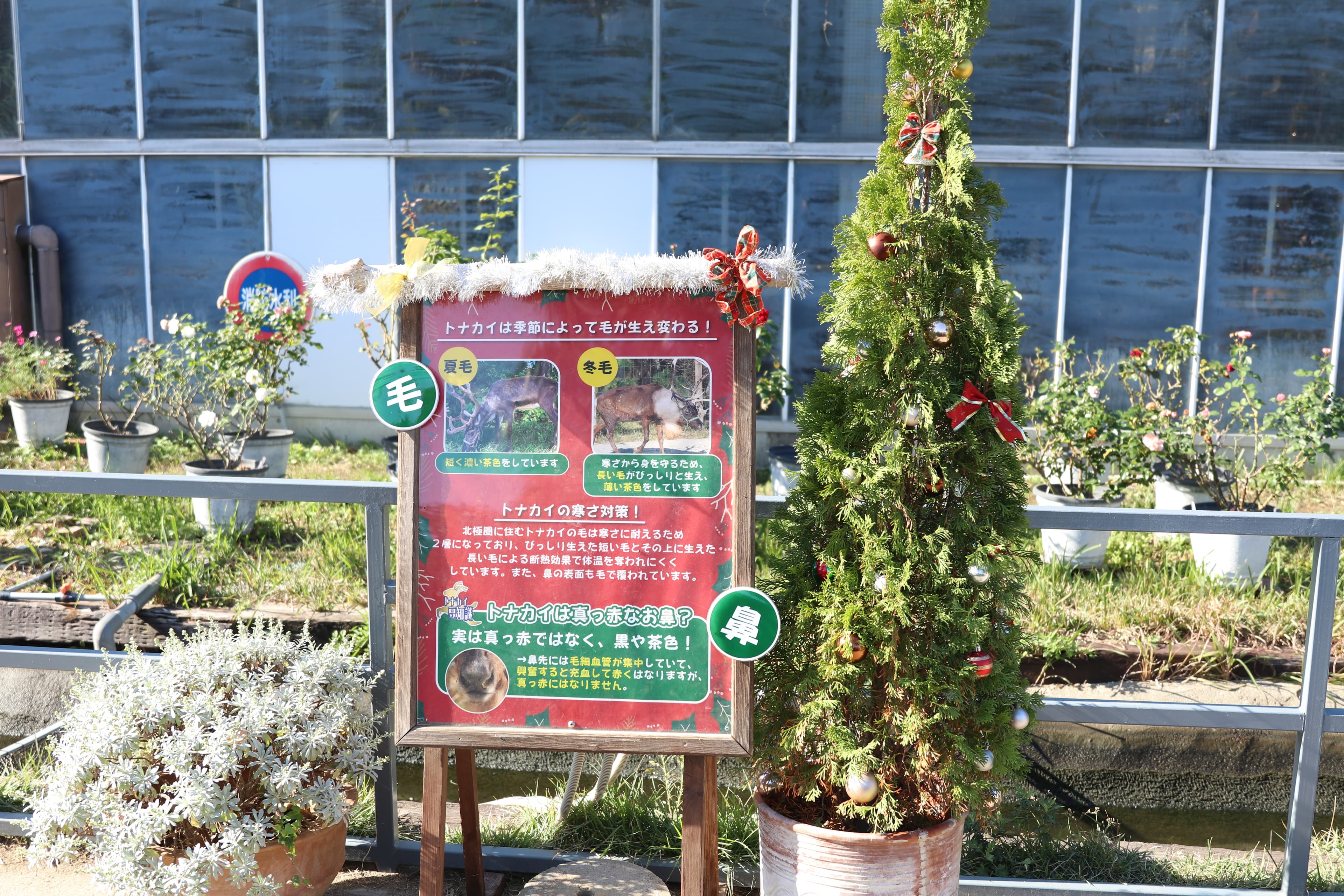 Animal kingdom banner