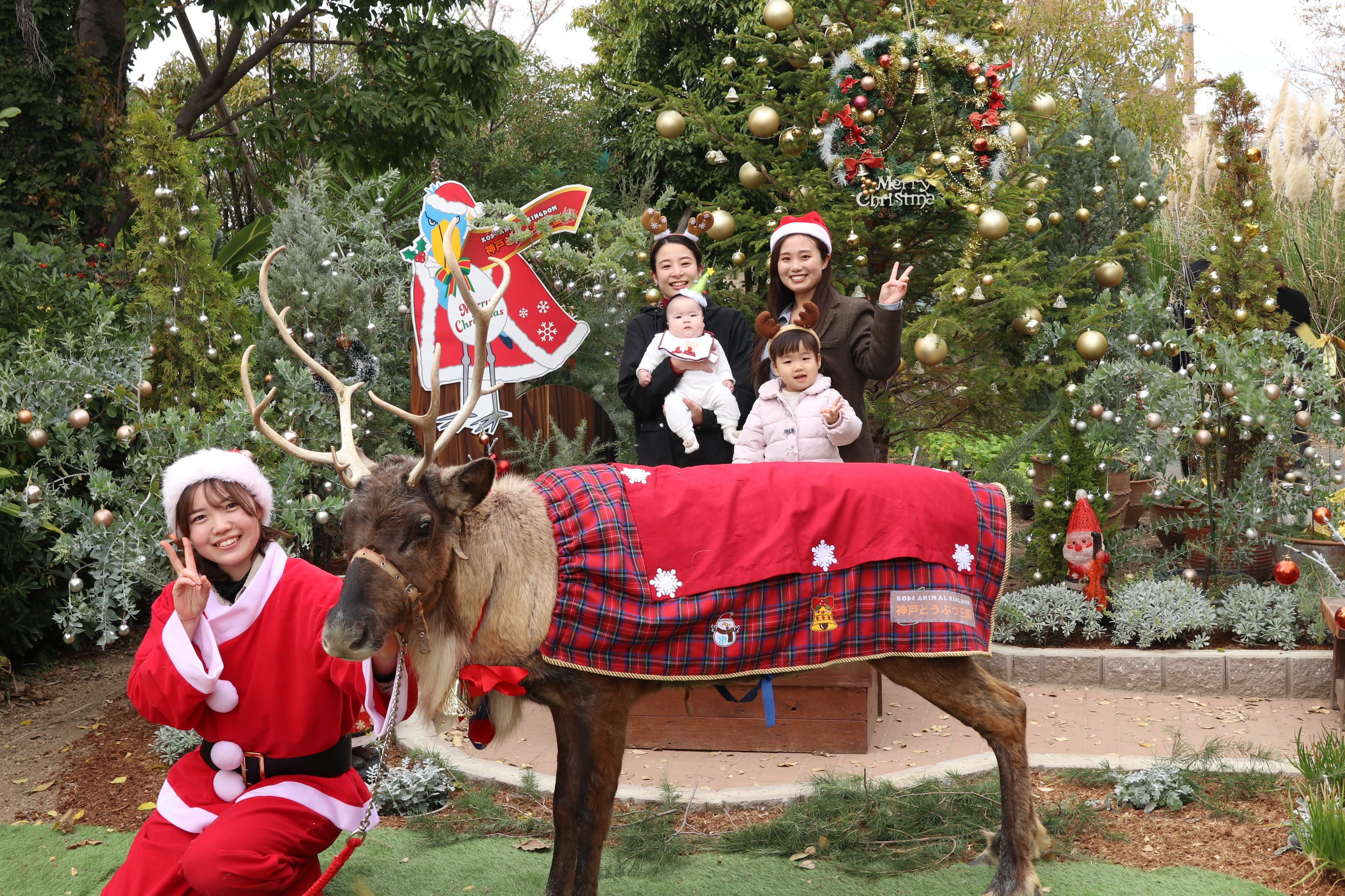 Animal kingdom banner