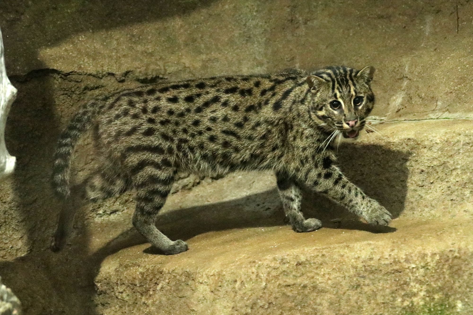 Animal kingdom banner