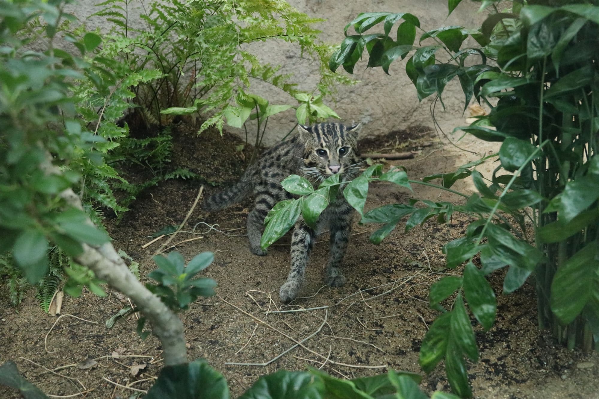 Animal kingdom banner