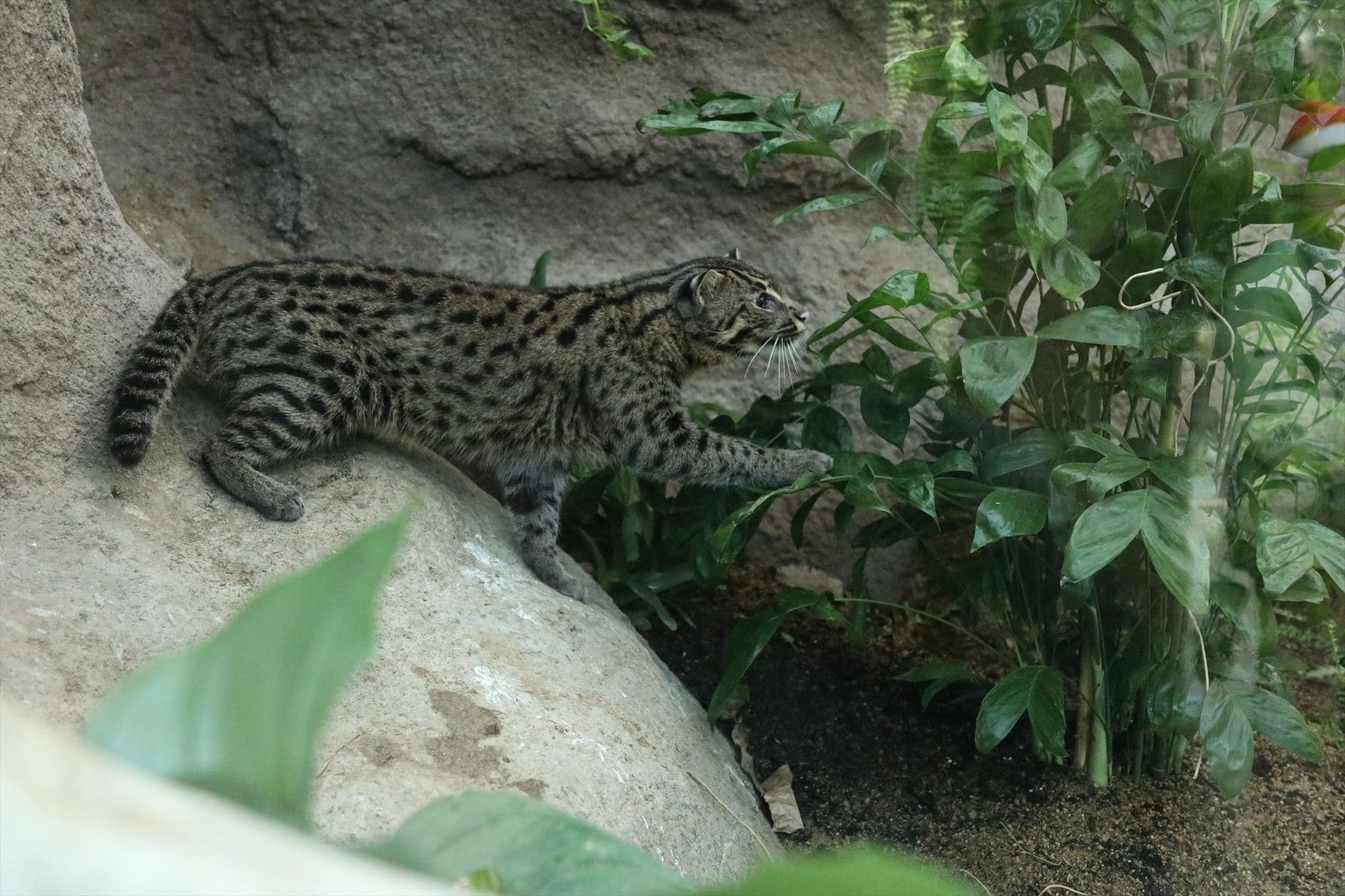 Animal kingdom banner