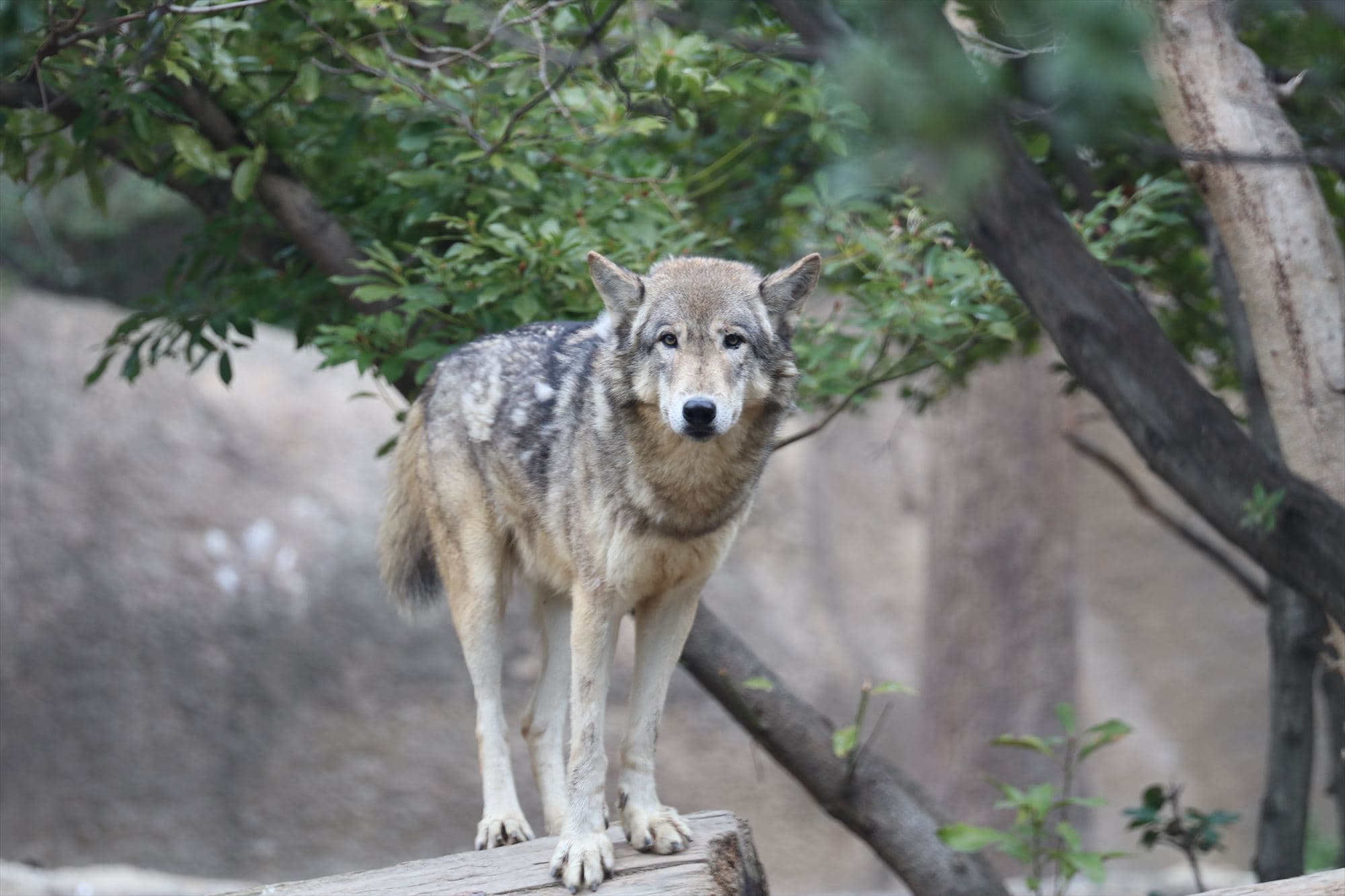 Animal kingdom banner