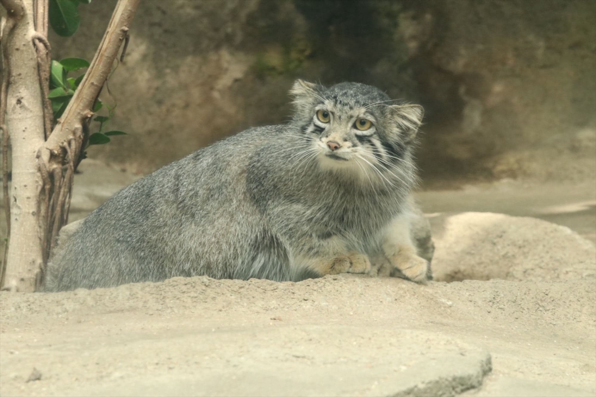 Animal kingdom banner