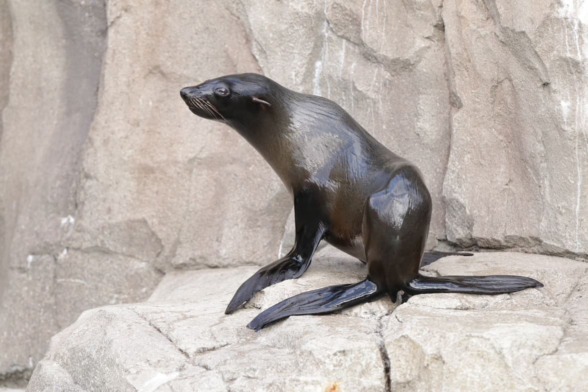 Animal kingdom banner