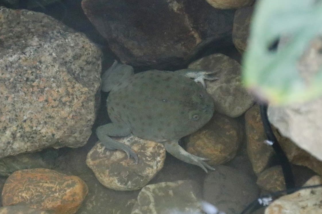 マルメタピオカガエル