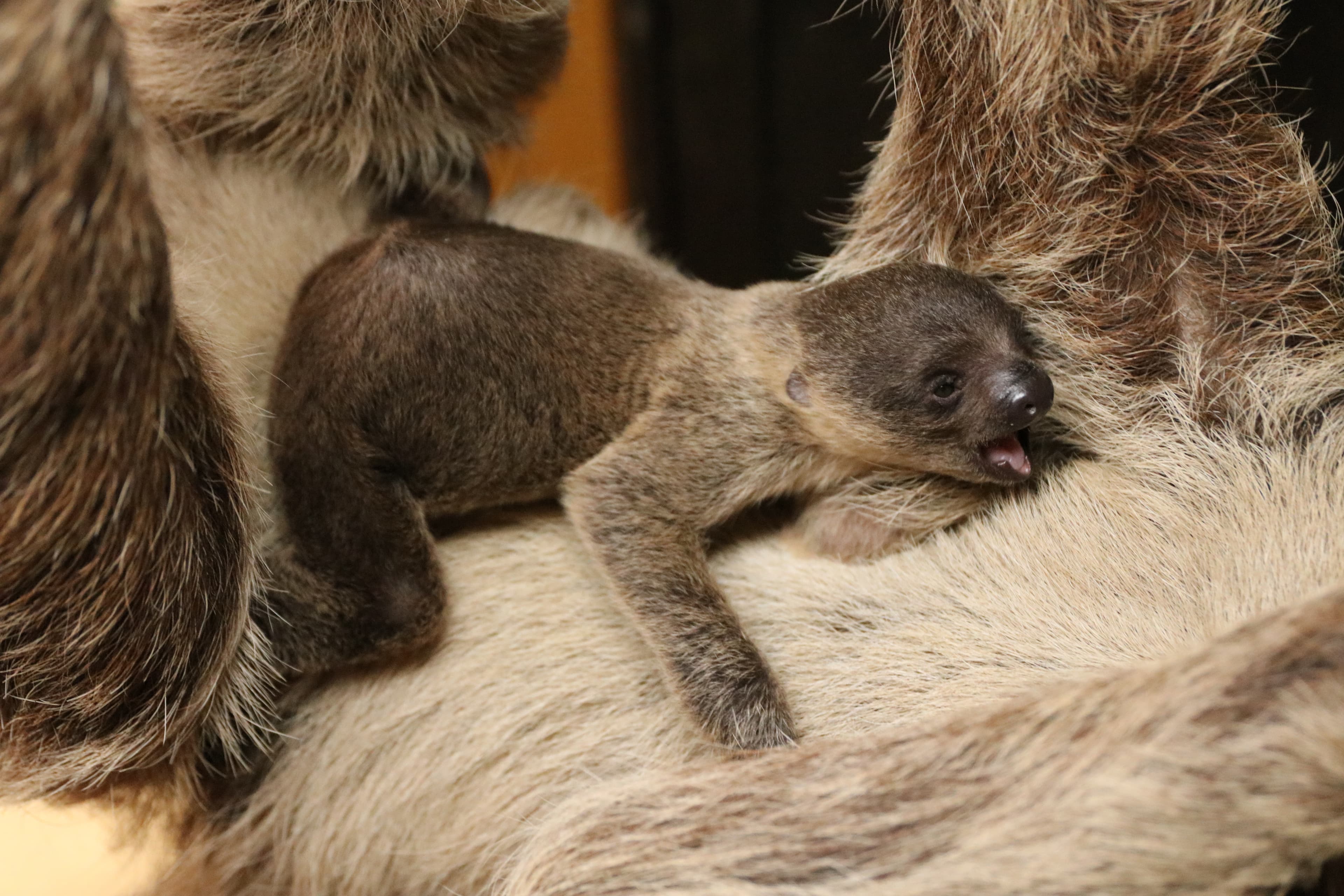 Animal kingdom banner