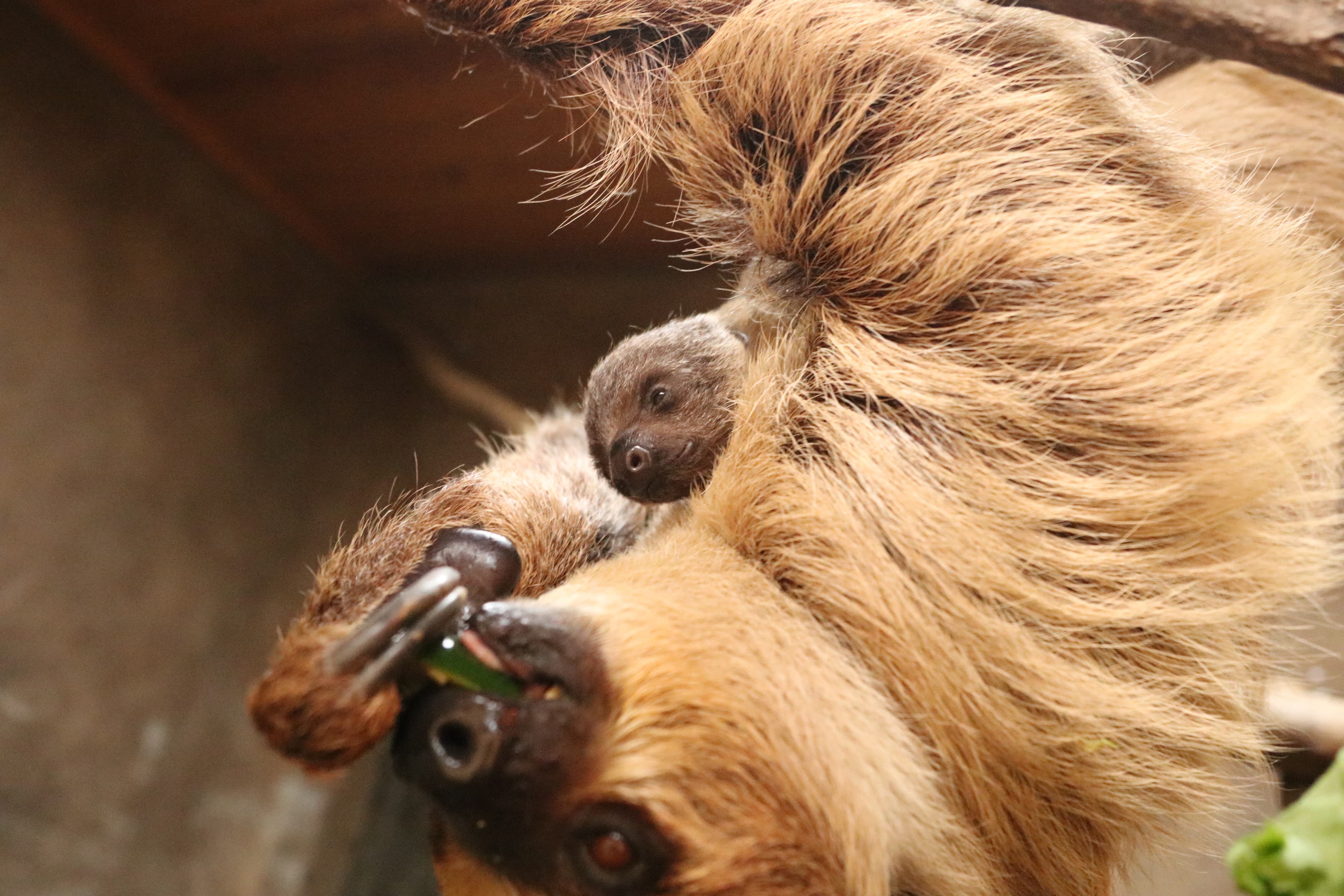 Animal kingdom banner