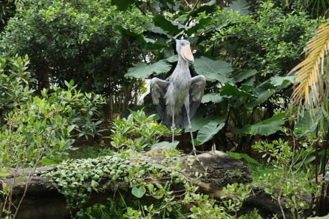 Animal kingdom banner