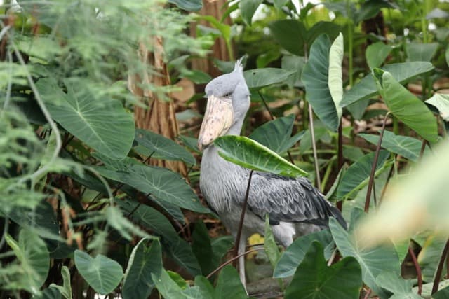 Animal kingdom banner